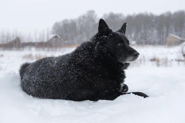 ロシア系ヨーロッパ人のライカ犬は雪の上に寝そべっている 散歩の後は濡れた髪に気をつけてください 黒と白の犬 — ストック写真