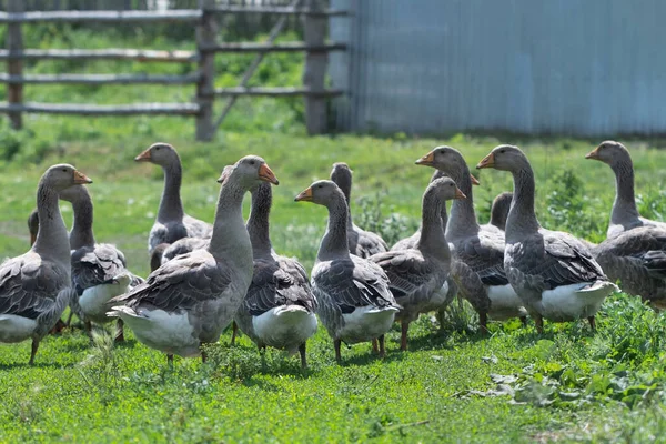 Gris Hermosos Gansos Pasto Campo Caminar Sobre Hierba Verde Aves — Foto de Stock