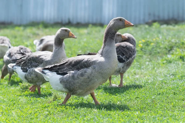 Gris Hermosos Gansos Pasto Campo Caminar Sobre Hierba Verde Aves — Foto de Stock