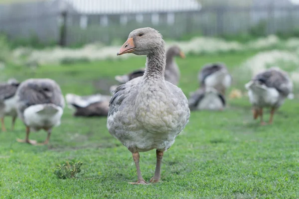 Gris Hermosos Gansos Pasto Campo Caminar Sobre Hierba Verde Aves — Foto de Stock