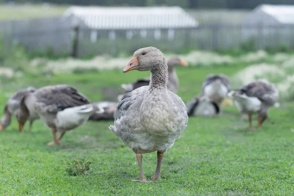 Gris Hermosos Gansos Pasto Campo Caminar Sobre Hierba Verde Aves — Foto de Stock