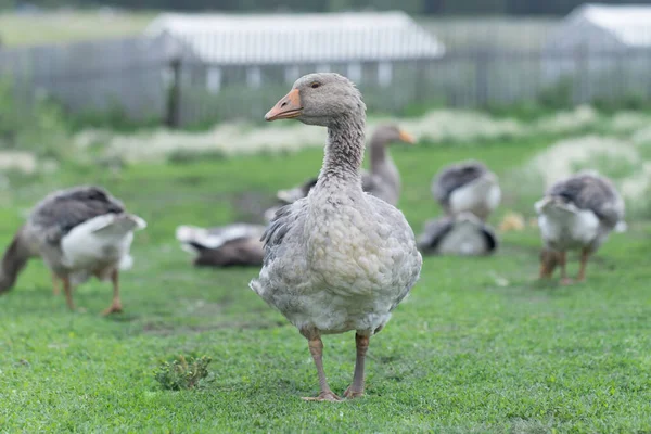 Gris Hermosos Gansos Pasto Campo Caminar Sobre Hierba Verde Aves — Foto de Stock