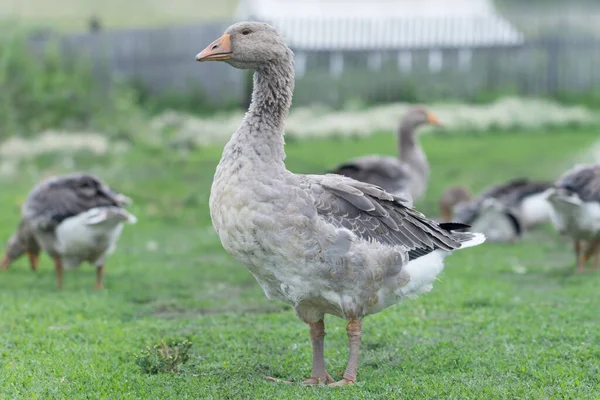 Gansos Belos Cinzentos Pasto Campo Caminham Grama Verde Pássaros Criação — Fotografia de Stock