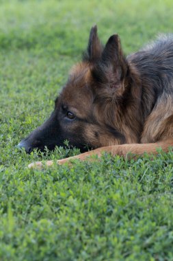 Alman kurdu uzun saçlı safkan bir köpektir. Bekçi köpeği çimlerin üzerinde yatıyor. Yeşil çimlerin üzerinde evcil hayvan.