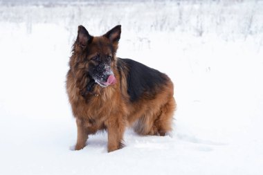 Alman çoban köpeği kışın kar yığınlarında doğada yürür. Evcil bir hayvanla yürümek için karlı bir hava.