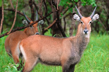 Antilopes in Niokolo Koba park in Senegal, Africa  clipart