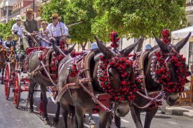 Malaga, İspanya - Ağustos, 14: atlı ve malaga Ağustos fuarda arabaları üzerinde Ağustos 14, 2009 Malaga, İspanya