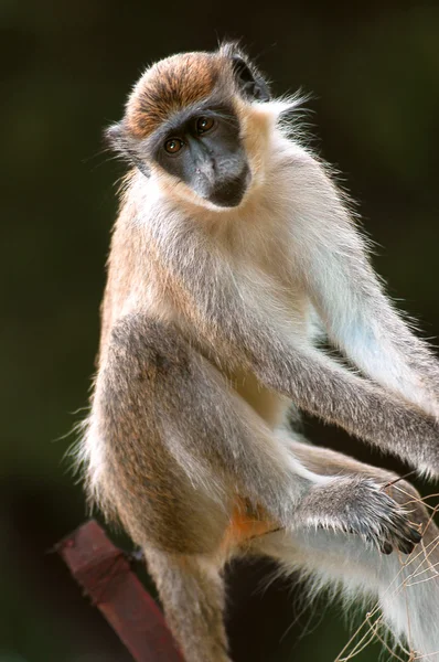 Green monkey in Senegal, Africa — Stock Photo, Image