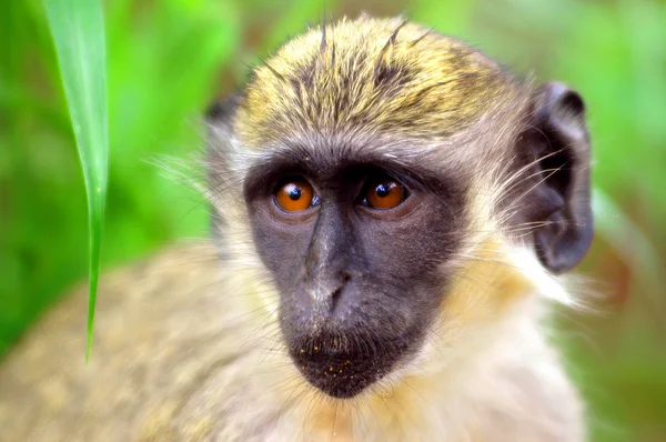 Scimmia verde in Senegal, Africa — Foto Stock