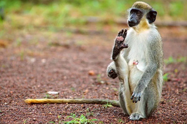 Senegal, Afrika Green monkey — Stok fotoğraf