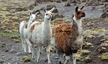 Güney Amerika llamas 
