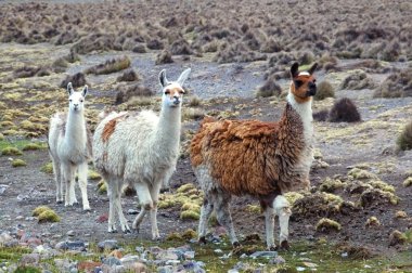 Güney Amerika llamas 
