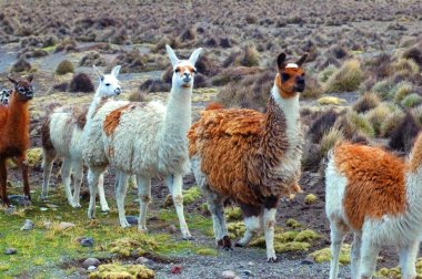 Güney Amerika llamas 