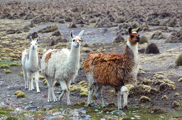 Güney Amerika llamas — Stok fotoğraf