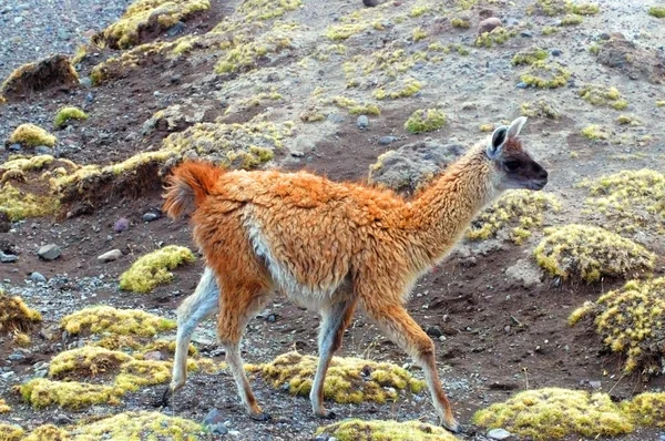 Llamas sul-americanas — Fotografia de Stock