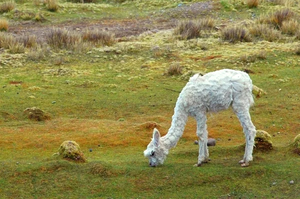 南アメリカのラマ — ストック写真