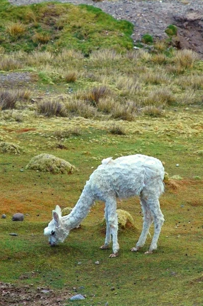 Llamas sul-americanas — Fotografia de Stock