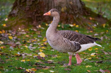 Greylag Goose sonbaharda sahada (Anser anser)