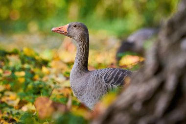 Greylag Goose sonbaharda sahada (Anser anser)