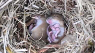 Yuvada uyuyan sevimli bebek fareler (Mus musculus)