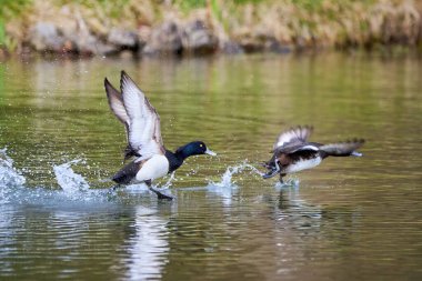 (Aythya fuligula) Su ve kalkış üzerinde koşan ördekler )