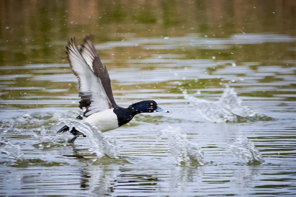 Pato Copetudo Corriendo Agua Despegue Aythya Fuligula —  Fotos de Stock