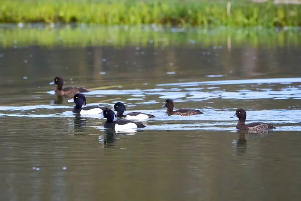 Tufted Ducks Einem See Aythya Fuligula — Stockfoto
