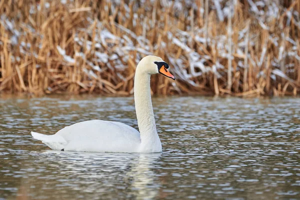 Cisne Mudo Temporada Inverno Cygnus Olor — Fotografia de Stock