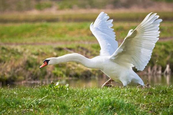 Cisne Mudo Correndo Água Cygnus Olor — Fotografia de Stock