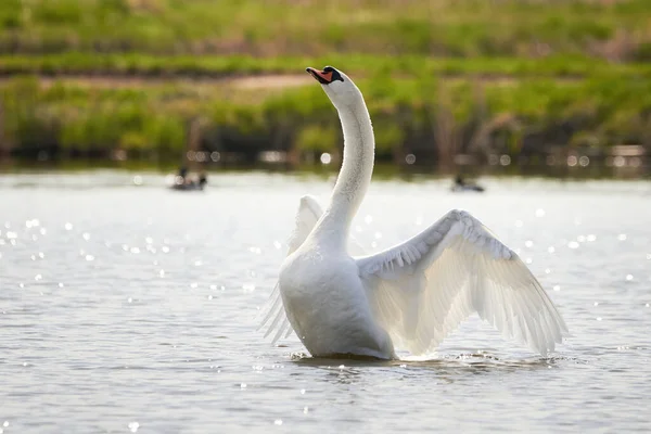 Asas Mudas Cisne Cygnus Olor — Fotografia de Stock