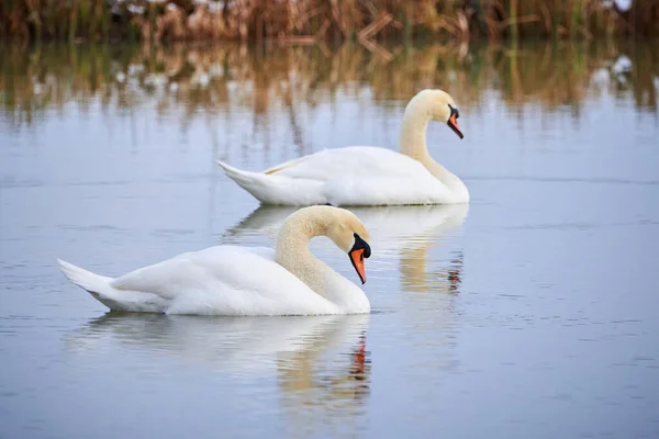 Cisnes Mudos Descansando Uma Lagoa Cygnus Olor — Fotografia de Stock