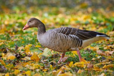 Greylag Goose sonbaharda çimenlerin üzerine düşen yapraklarla sahada (Anser anser)