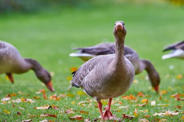 Greylag Kazları sonbaharda çimenlerin üzerinde yapraklarla tarlada (Anser anser)