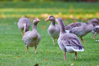Greylag Kazları sonbaharda çimenlerin üzerinde yapraklarla tarlada (Anser anser)