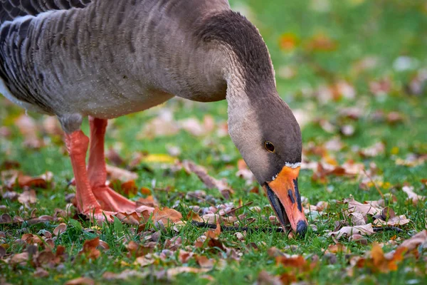 Greylag Goose Sonbaharda Yiyor Çimlere Dökülen Yapraklar Anser Anser — Stok fotoğraf