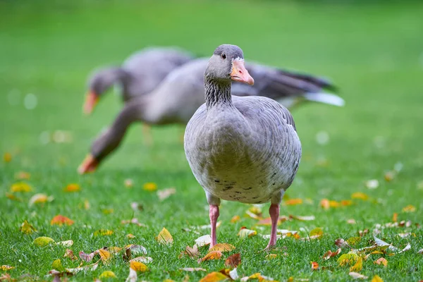 Gansos Greylag Campo Outono Com Folhas Outono Grama Anser Anser — Fotografia de Stock