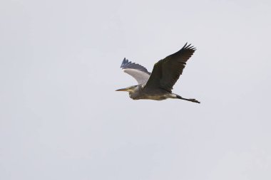 Uçan Gri Balıkçıl (Ardea Cinerea )