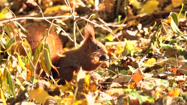 Rotes Eichhörnchen Mit Nuss Mund Sciurus Vulgaris — Stockvideo
