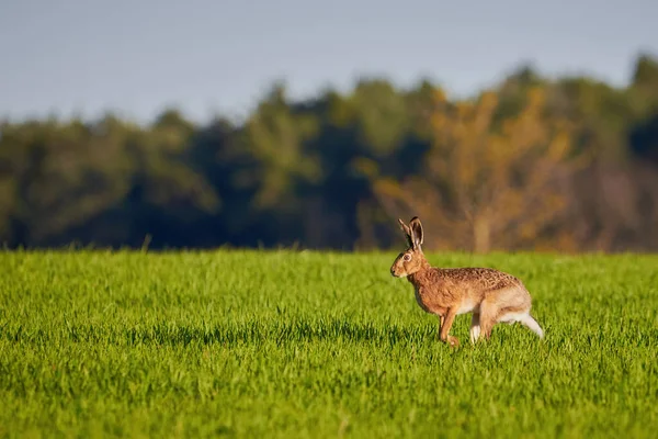 Ευρωπαϊκός Λαγός Λιβάδι Lepus Europaeus — Φωτογραφία Αρχείου