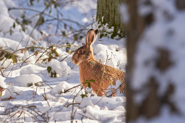 Ευρωπαϊκός Λαγός Στο Χιονισμένο Δάσος Lepus Europaeus — Φωτογραφία Αρχείου