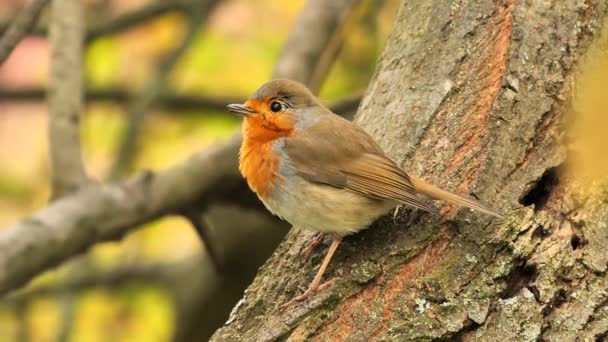 Avrupalı Robin Sabah Şarkı Söylüyor Erithacus Rubecula — Stok video