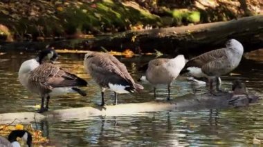 Kanada Kaz tüyleri (Branta Canadensis )