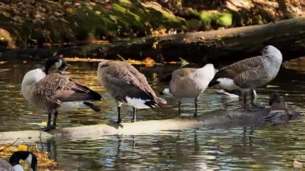 Canadese Ganzen Die Veren Vegen Branta Canadensis — Stockvideo