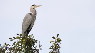 Ağacın tepesinde oturan gri balıkçıl kuşu (Ardea cinerea)