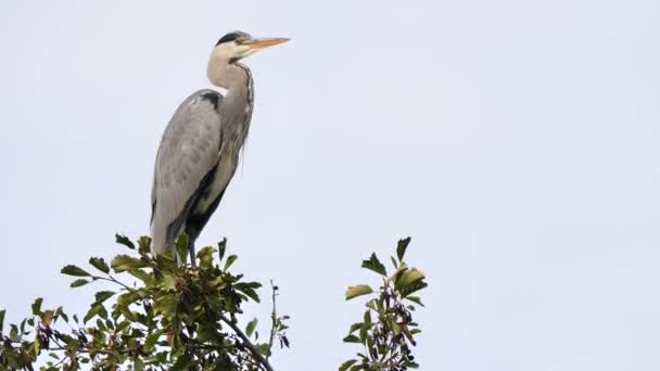 Grå Häger Fågel Sitter Toppen Trädet Ardea Cinerea — Stockvideo