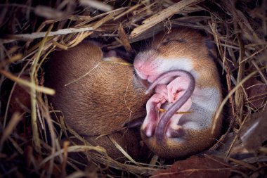 Yuvada uyuyan yavru fareler komik pozisyonda uyuyorlar (Mus musculus)