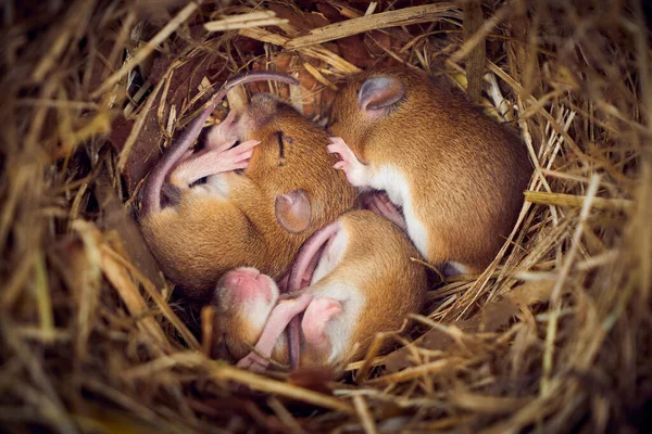 Baba Egerek Alszik Fészekben Vicces Helyzetben Mus Musculus — Stock Fotó