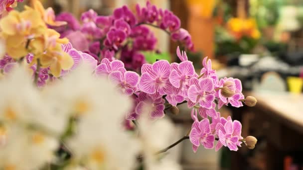 Flores Bonitas Orchid Panning Filmagem Esquerda Direita — Vídeo de Stock