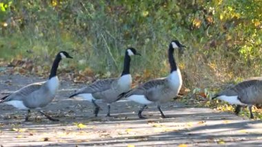 Kanada Kazları kesişen yol (Branta Canadensis )