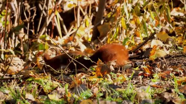 Rode Eekhoorn Zoek Naar Noten Grond Sciurus Vulgaris — Stockvideo